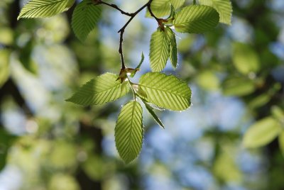 Carpinus betulus - habr obecný - jarní větévka